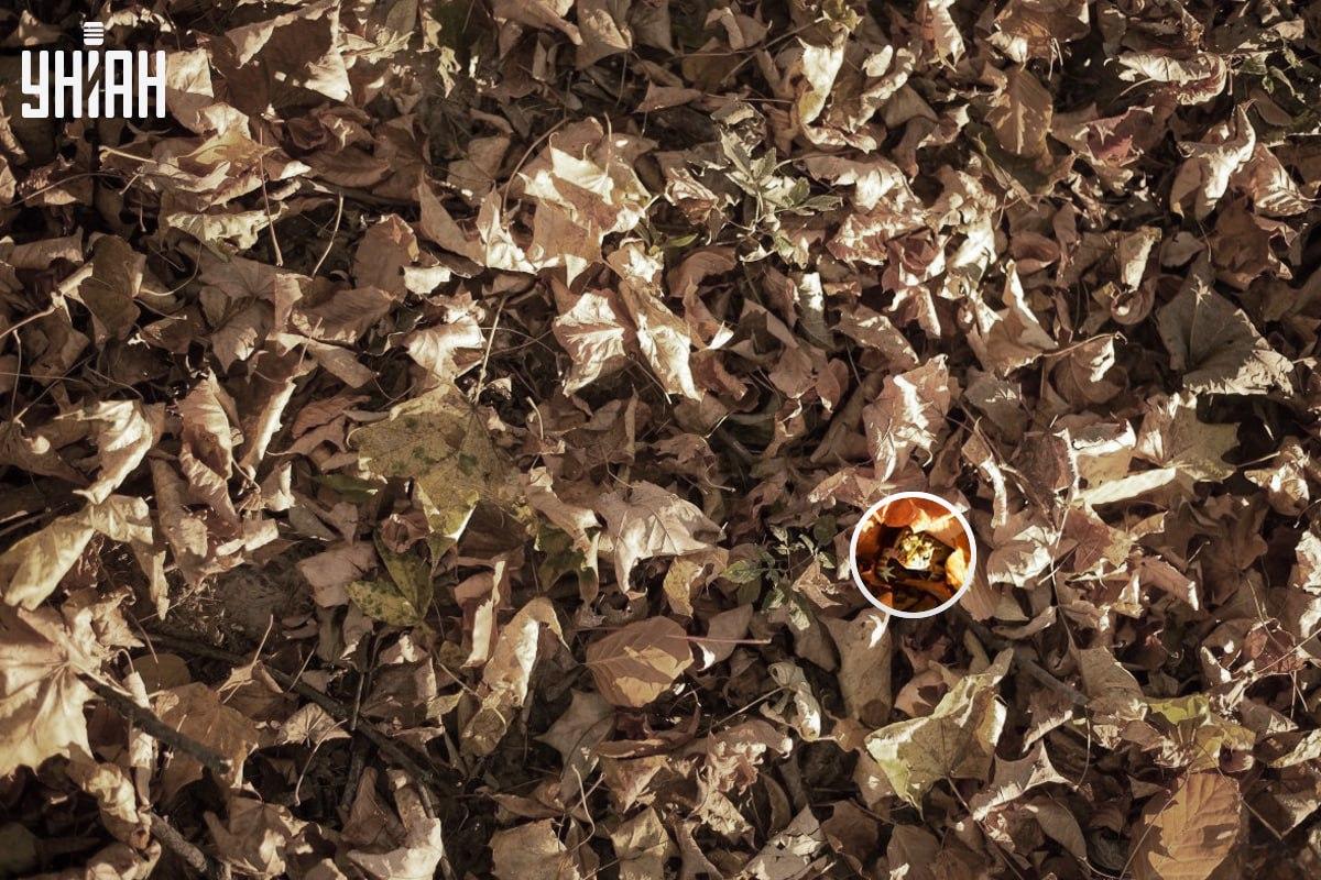 Ο βάτραχος ήταν κοντά στην κάτω αριστερή γωνία της εικόνας / κολάζ με φωτογραφία Moje