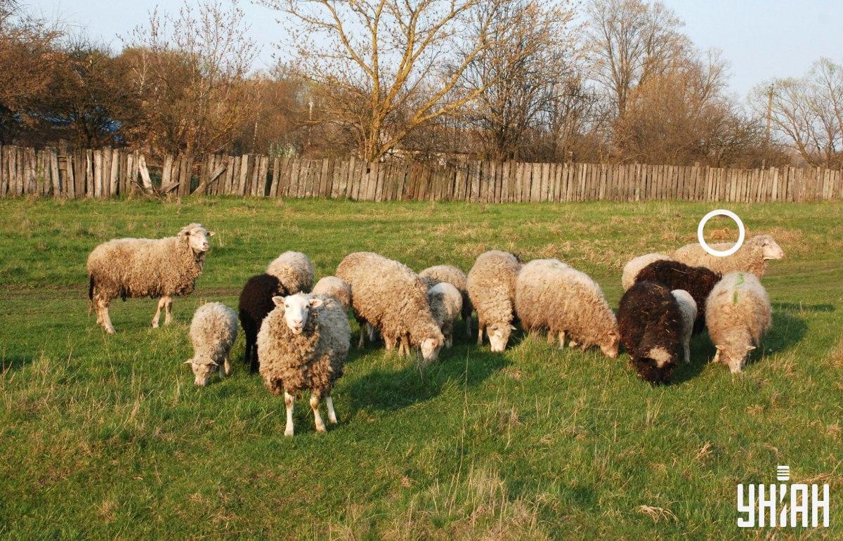 Ο σκύλος βρισκόταν στην αριστερή πλευρά της εικόνας / κολάζ από φωτογραφία Moje