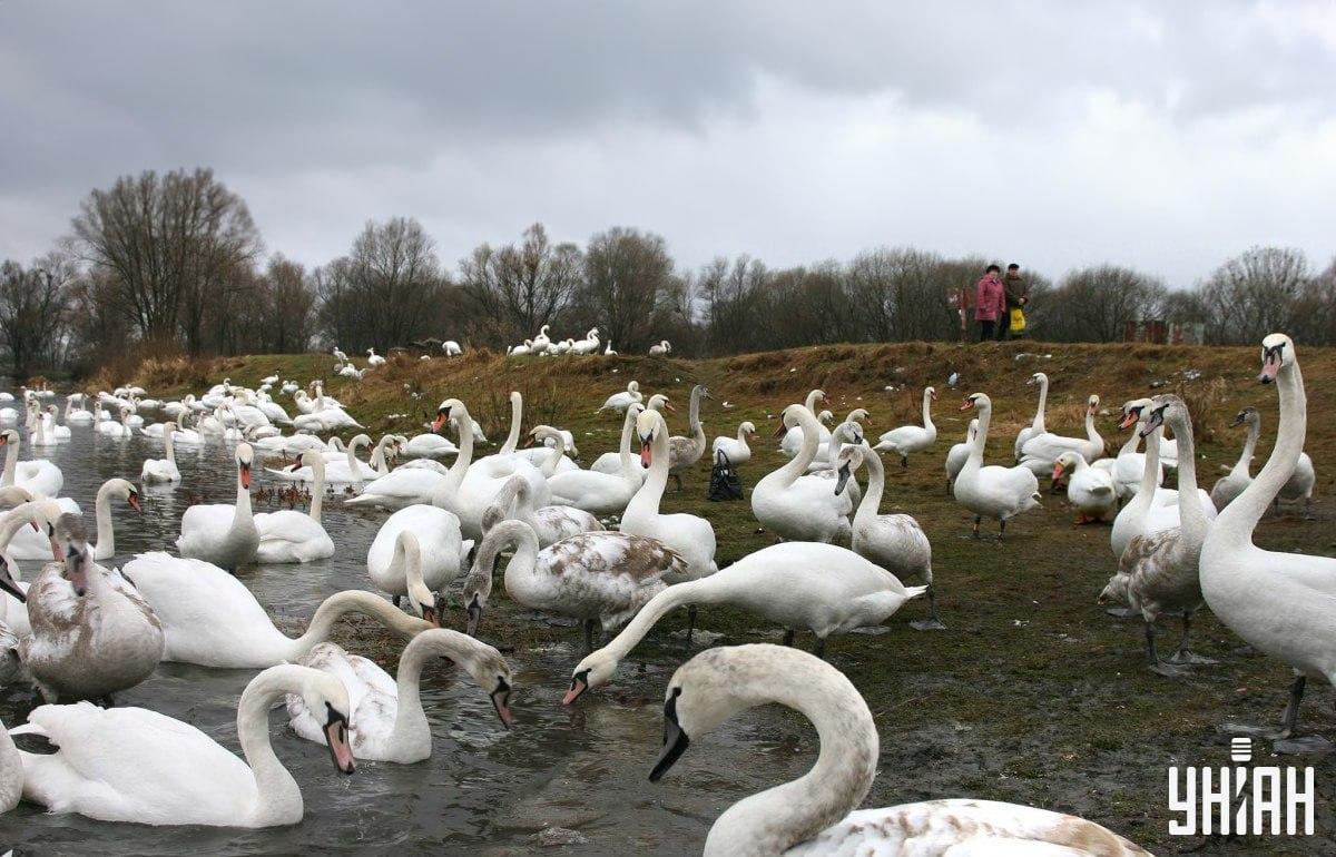 Βρείτε μια χήνα ανάμεσα σε κύκνους στο χρόνο / κολάζ με φωτογραφία Moje