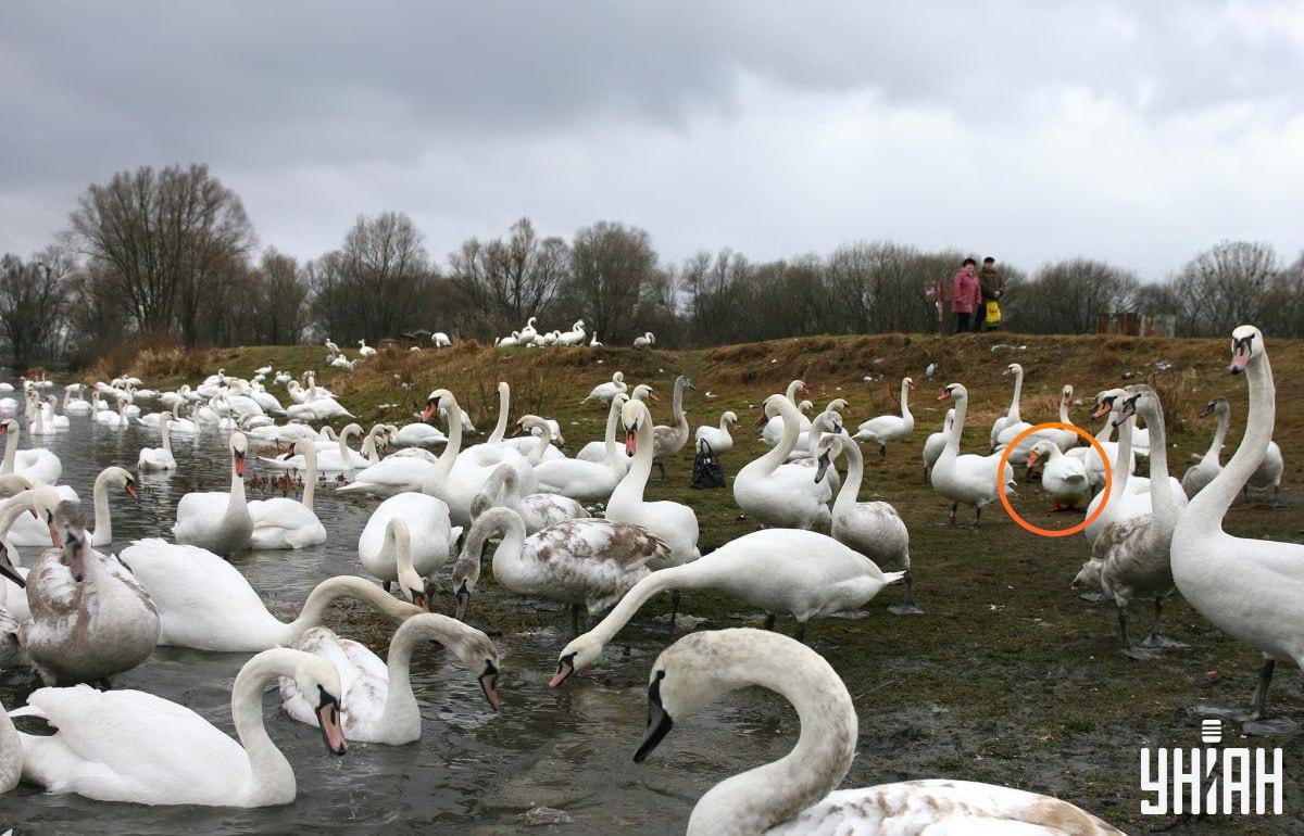 Η χήνα δεν απέχει πολύ από το κέντρο της εικόνας / κολάζ με φωτογραφία Moje