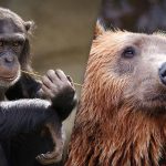 Μόνο ένα άτομο με εξαιρετική όραση θα βρει μια αρκούδα