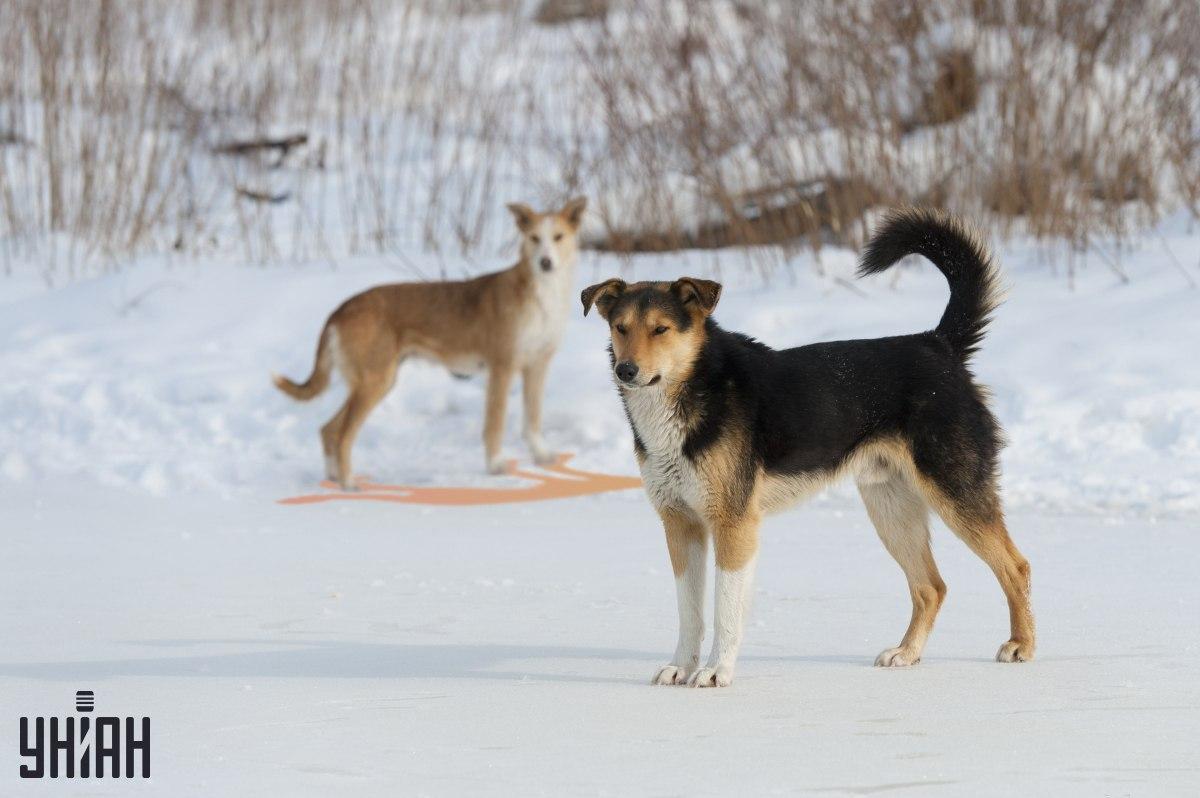 Μία από τις σκιές απεικονίζεται λανθασμένα στην εικόνα / κολάζ με φωτογραφία Moje