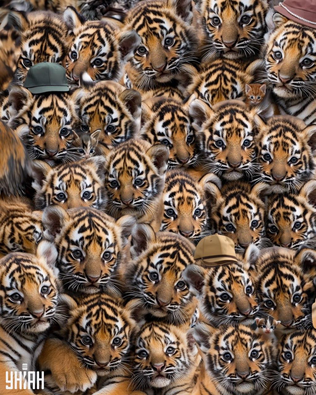 Βρείτε τρία γατάκια ανάμεσα σε τίγρεις / Moje