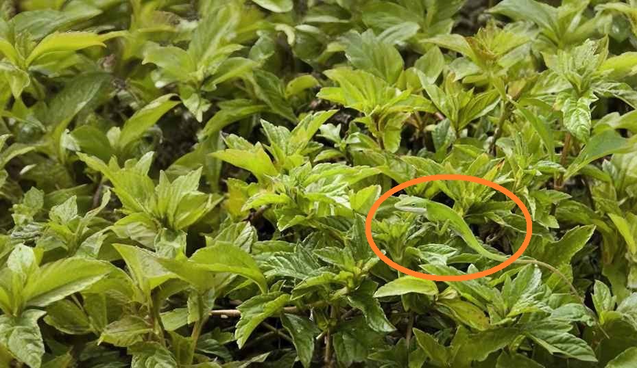 Ένας γρίφος