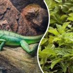 Μόνο τα πιο κοφτερά μάτια θα βρουν τη σαύρα σε 3 δευτερόλεπτα: ένα εξαιρετικό παζλ προσοχής Μόνο τα πιο κοφτερά μάτια θα βρουν τη σαύρα σε