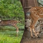 Μπερδεμένη οπτική ψευδαίσθηση: μόνο λίγοι θα βρουν τον θηρευτή και