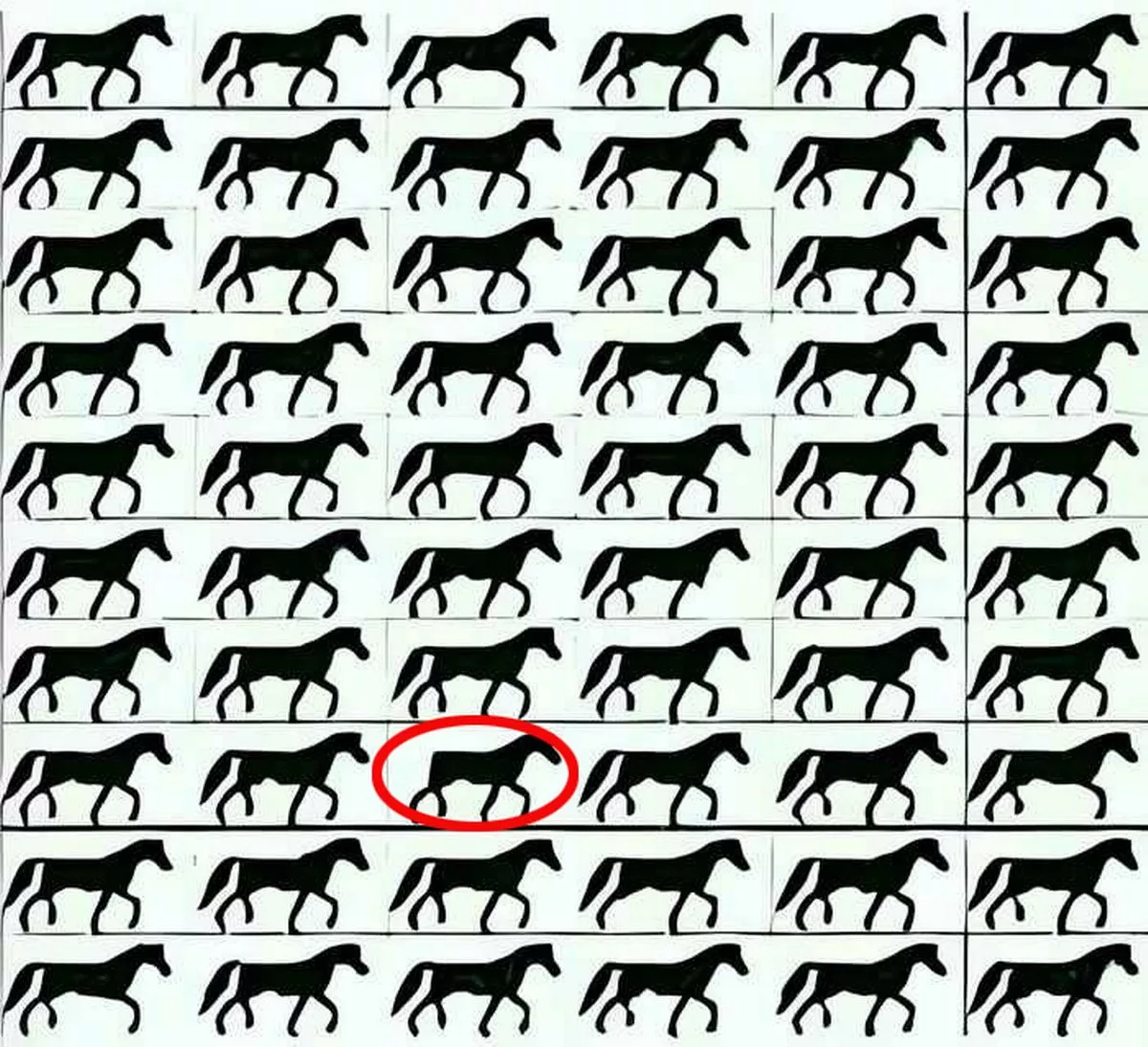 Δύσκολος γρίφος: πρέπει να βρείτε ένα άλογο χωρίς ουρά σε 5 δευτερόλεπτα