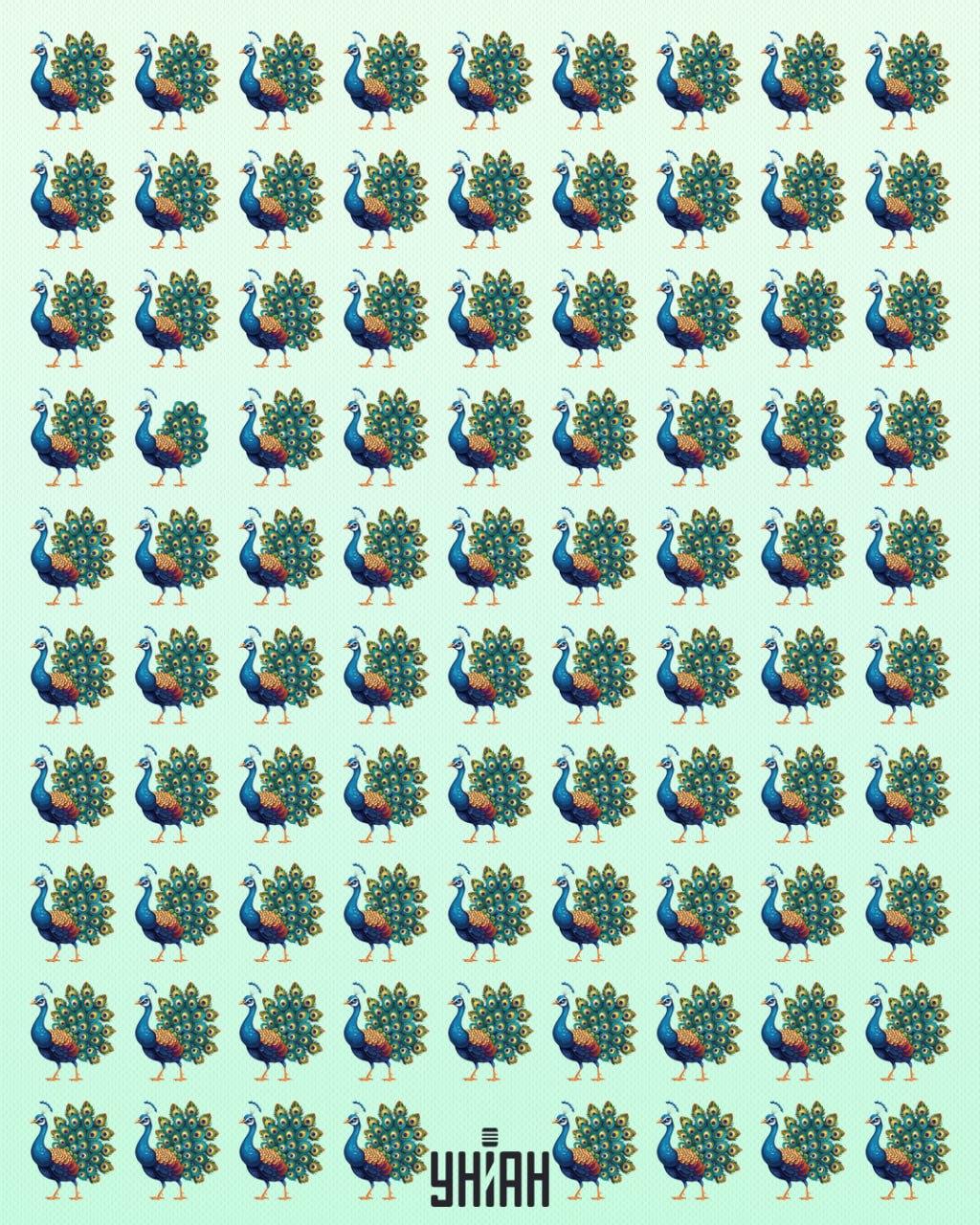 Είναι απαραίτητο να βρείτε ένα παγώνι φρικιό / Moje κολάζ