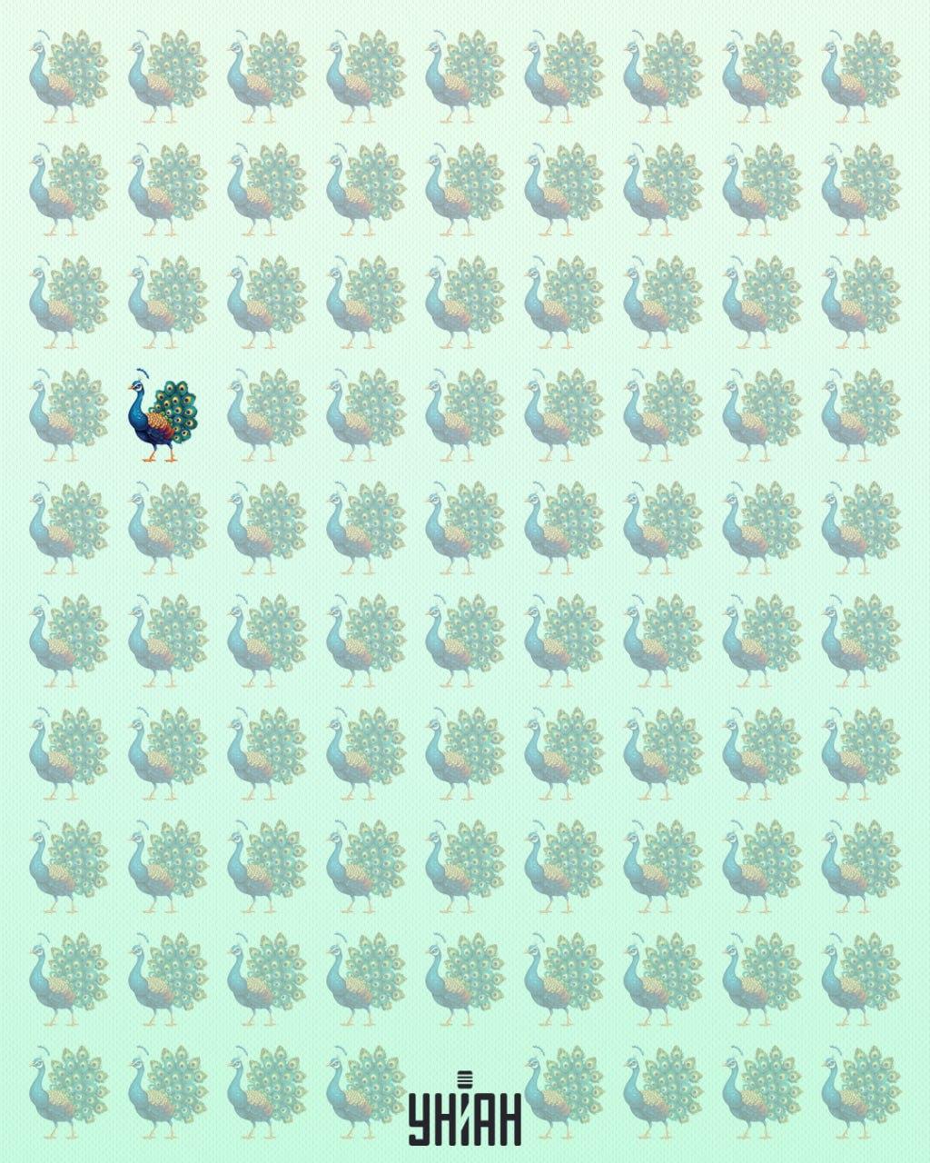 Το παγώνι περίεργο ήταν στο σωστό μέρος του οπτικού μυστηρίου / Moje κολάζ