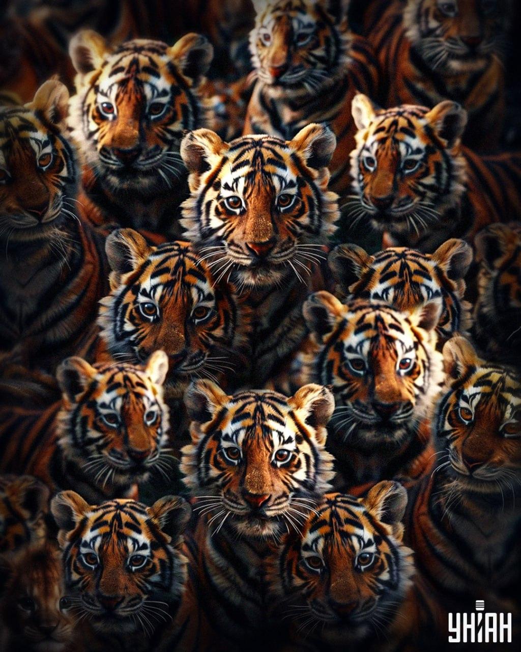 Χρειάζονται 8 δευτερόλεπτα για να βρεις ένα λιονταράκι ανάμεσα σε τίγρεις / Κολάζ Moje