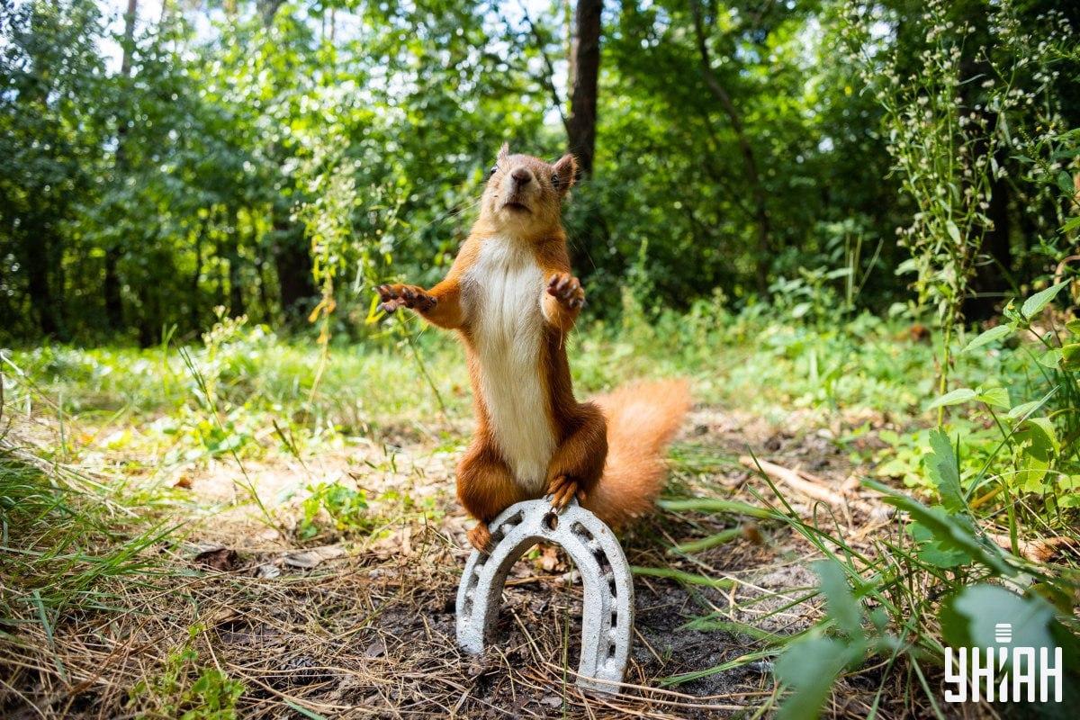 Βρείτε εγκαίρως τον πονηρό σκύλο / κολάζ με φωτογραφία Moje