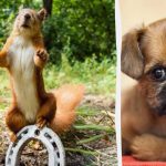 Πρέπει να βρείτε τον πονηρό σκύλο σε 8 δευτερόλεπτα στο παζλ "ακροβάτης" του καλοκαιρινού σκίουρου. Πρέπει να βρείτε τον πονηρό σκύλο σε 8 δευτερόλεπτα στο