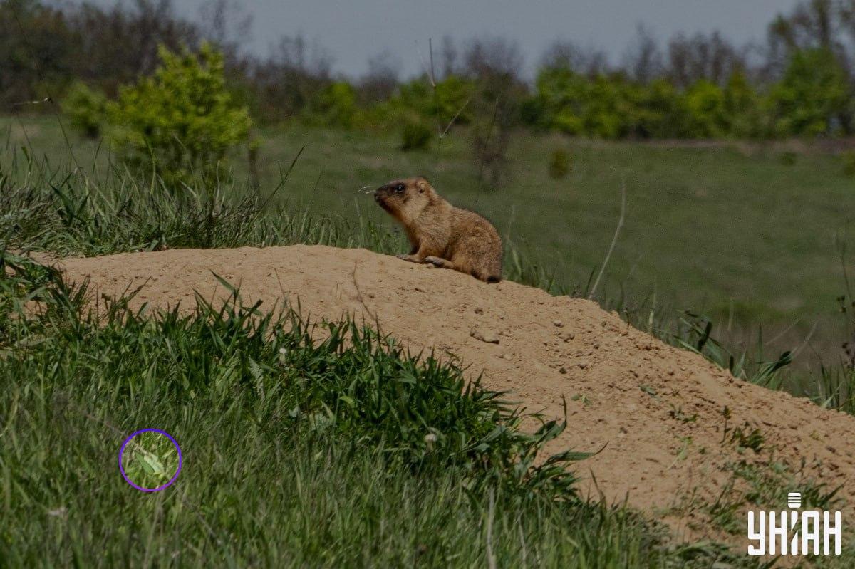 Η πεταλούδα βρισκόταν κοντά σε μία από τις κάτω γωνίες της εικόνας / Κολάζ Moje
