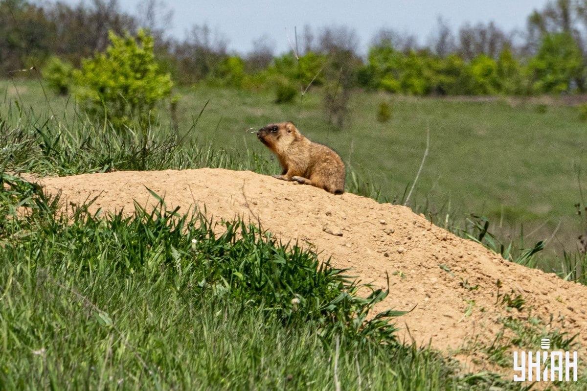 Πρέπει να βρούμε μια πεταλούδα / Moje κολάζ