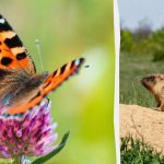 Θα πρέπει να βρείτε μια πεταλούδα σε 7 δευτερόλεπτα, και όλοι μπορούν να δουν μια μαρμότα: ένα καλοκαιρινό παιχνίδι παζλ Θα πρέπει να βρείτε μια πεταλούδα σε 7 δευτερόλεπτα, και