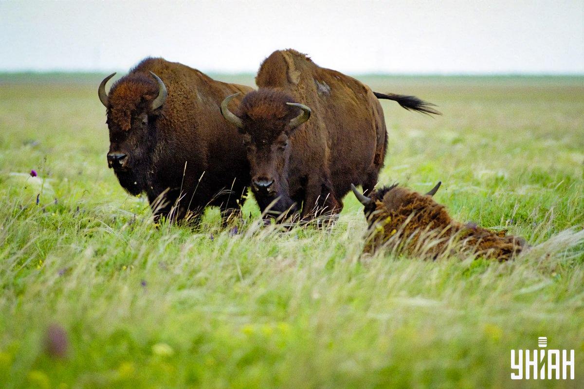 Βρείτε μια πεταλούδα σε 8 δευτερόλεπτα / κολάζ με φωτογραφία Moje