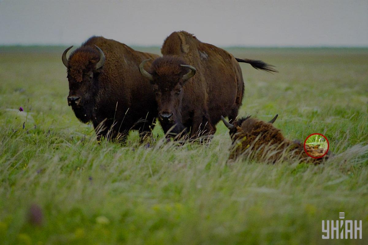 Μια πεταλούδα κάθισε σε έναν από τους βίσονες / κολάζ με φωτογραφία Moje