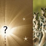 Όλοι βλέπουν ένα καγκουρό, αλλά εσείς πρέπει να βρείτε έναν λαγό σε 6 δευτερόλεπτα: ένα δύσκολο αίνιγμα Όλοι βλέπουν ένα καγκουρό, αλλά εσείς πρέπει να βρείτε έναν