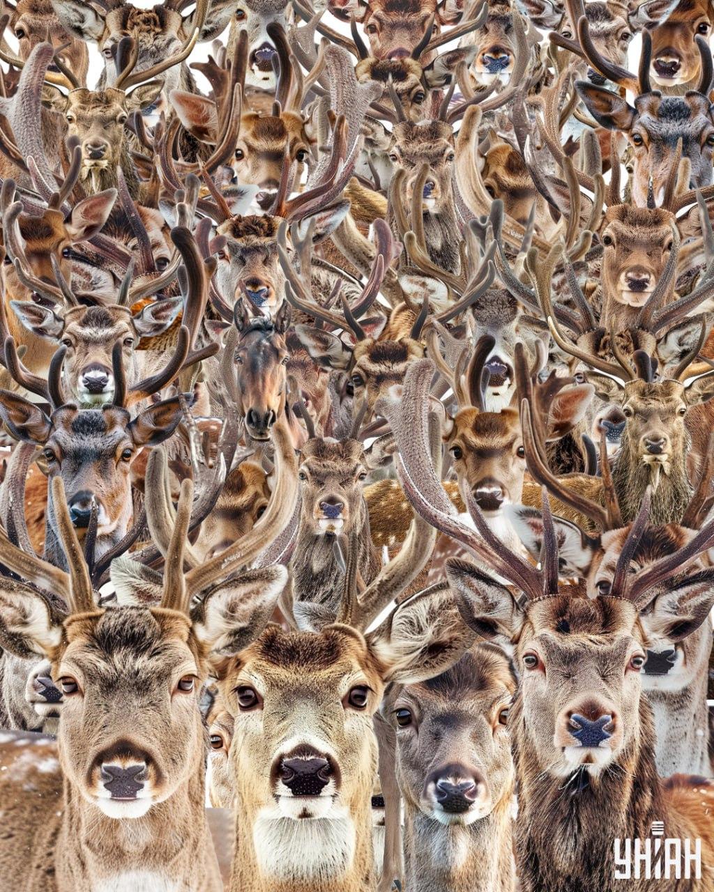 Βρείτε ένα άλογο ανάμεσα στα ελάφια / Κολάζ Moje