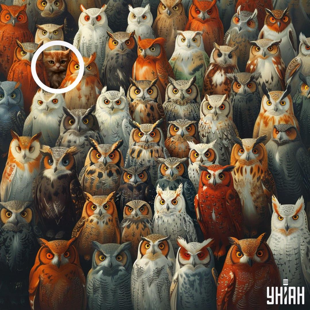 Η γάτα βρισκόταν κοντά σε μια από τις γωνίες της εικόνας / Κολάζ Moje