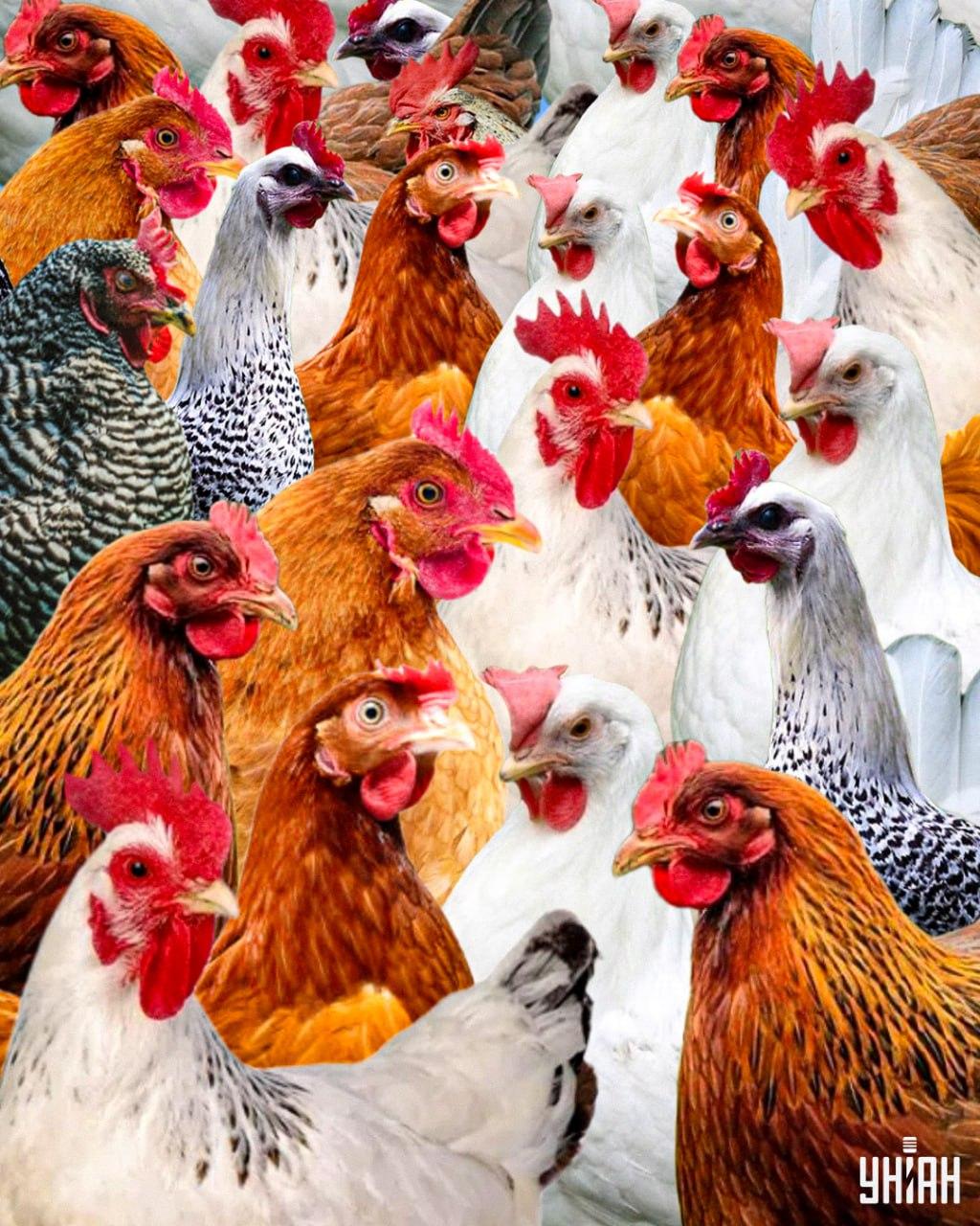 Χρειάζονται λιγότερα από 10 δευτερόλεπτα για να βρείτε έναν πονηρό κόκορα / Κολάζ Moje