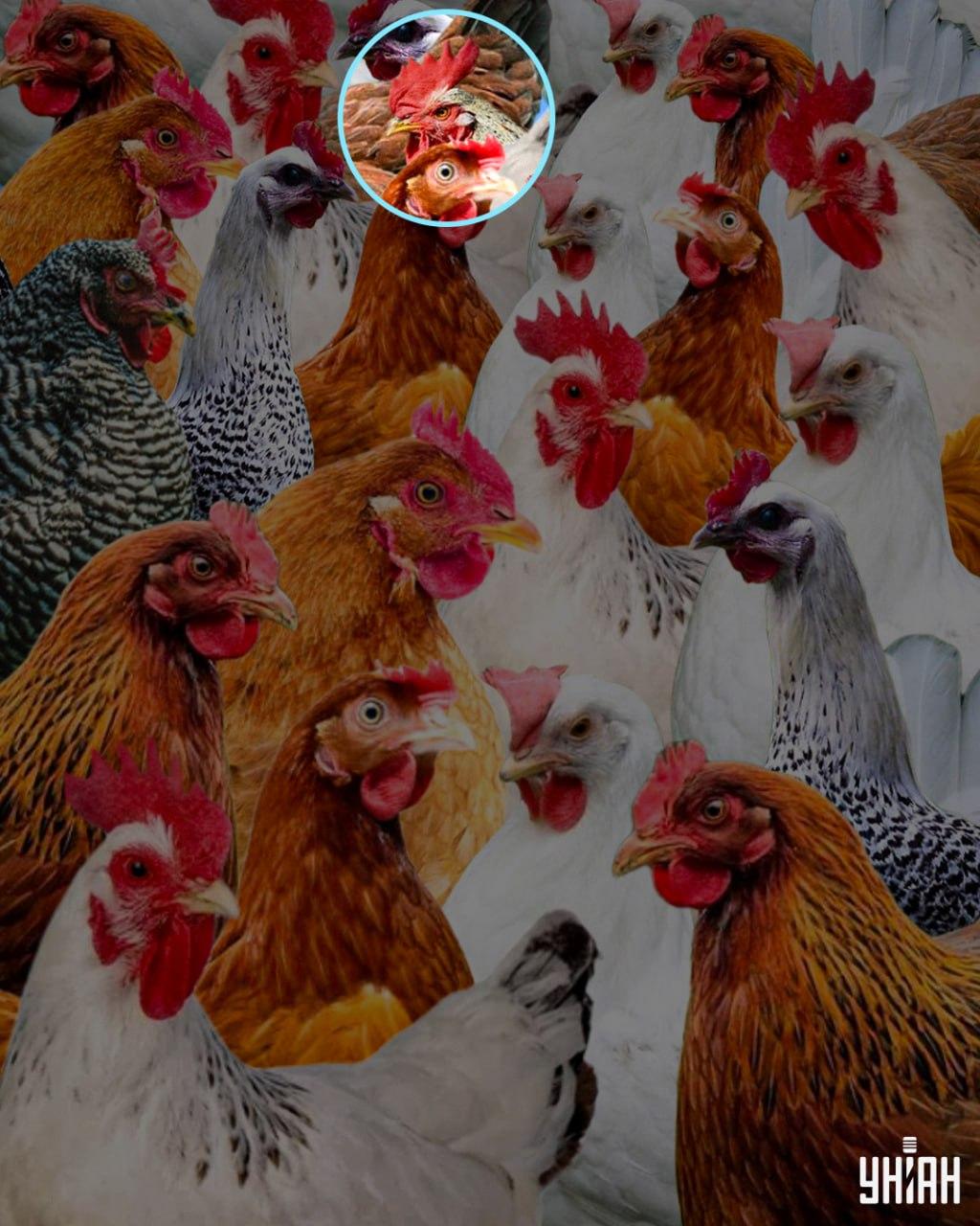 Πονηρός ήταν το όνομα που δόθηκε σε έναν κόκορα που. 