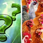 Όλοι βλέπουν κοτόπουλα, αλλά εσείς πρέπει να βρείτε τον πονηρό κόκορα σε 7 δευτερόλεπτα: ένα δύσκολο αίνιγμα Όλοι βλέπουν κοτόπουλα, αλλά εσείς πρέπει να βρείτε τον πονηρό