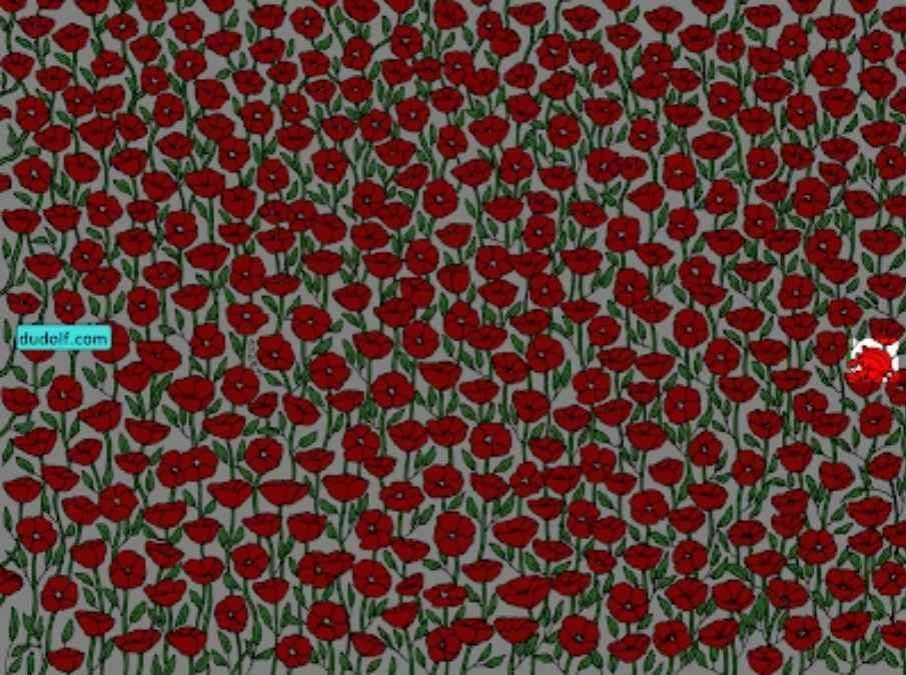 Μόνο οι σούπερ προσεκτικοί θα βρουν τον κάβουρα στην εικόνα: δοκιμάστε το IQ σας σε 25 δευτερόλεπτα