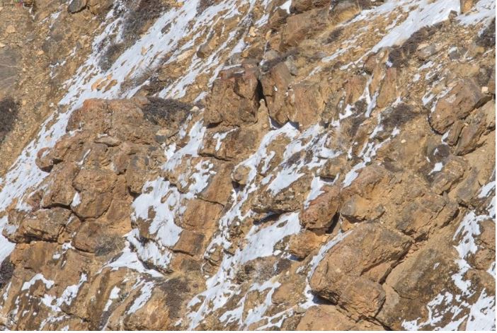 Τεστ προσοχής - βρείτε το τσιτάχ