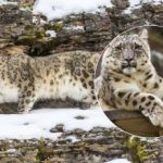 Μια σχεδόν αδύνατη αποστολή για τους πιο προσεκτικούς: η εύρεση