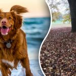 Μόνο οι πιο προσεκτικοί θα βρουν έναν σκύλο σε 9 δευτερόλεπτα: μια εξαιρετική οπτική ψευδαίσθηση Μόνο οι πιο προσεκτικοί θα βρουν έναν σκύλο σε 9