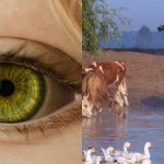 Όλοι βλέπουν αγελάδες και χήνες, και μόνο ένα unicum βρίσκει τον σκύλο σε 10 δευτερόλεπτα: ένα ανοιξιάτικο παζλ. Όλοι βλέπουν αγελάδες και χήνες, και μόνο ένα unicum βρίσκει