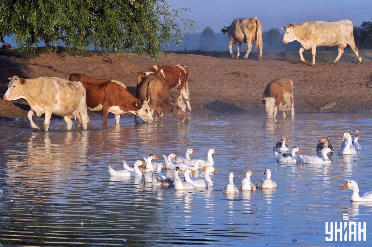 Βρείτε το σκύλο σε λιγότερο από 10 δευτερόλεπτα / κολάζ με φωτογραφία Moje