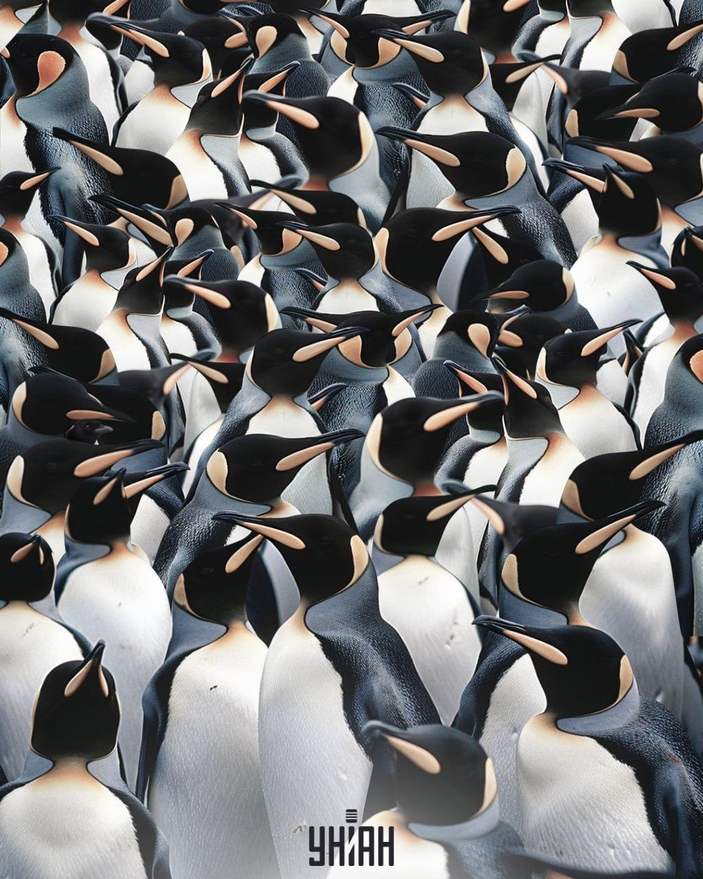 Είναι απαραίτητο να βρείτε μια καρακάξα ανάμεσα σε ένα σωρό πιγκουίνους / κολάζ Moje