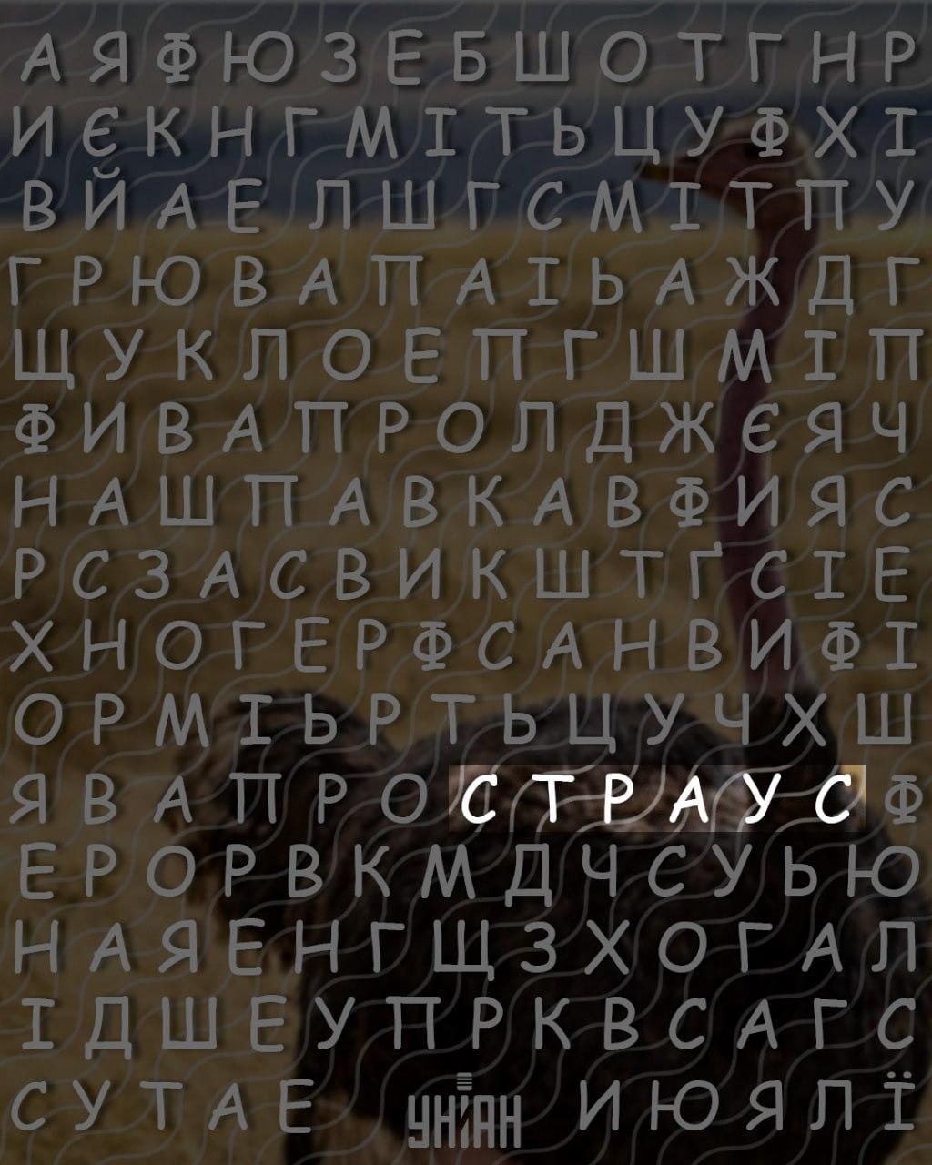 Μόνο άτομα με υψηλό IQ μπορούν να βρουν τη λέξη 'στρουθοκάμηλος' σε 10 δευτερόλεπτα: ένα δύσκολο παιχνίδι γρίφων Μόνο άτομα με υψηλό IQ μπορούν να βρουν τη λέξη