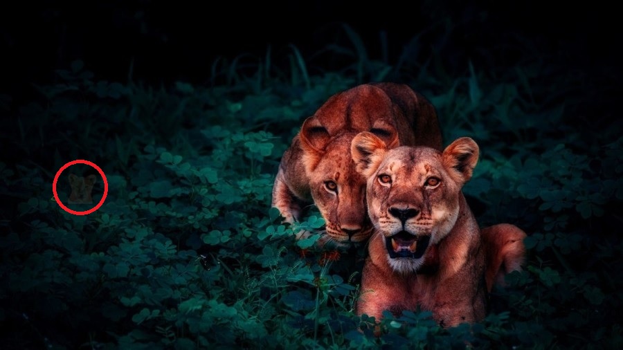 Οπτική ψευδαίσθηση