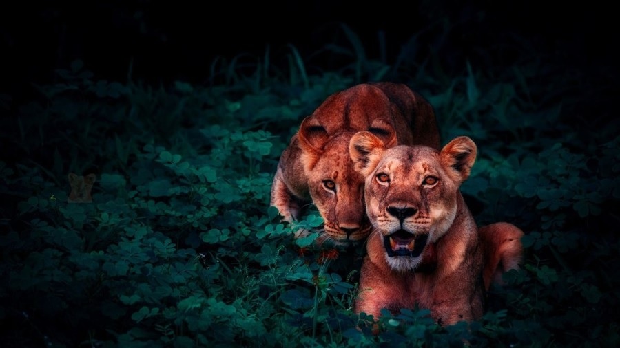 Οπτική ψευδαίσθηση