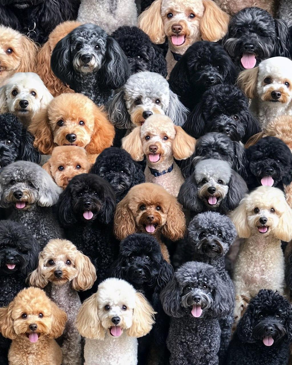 Είναι απαραίτητο να βρείτε τα πρόβατα στο οπτικό αίνιγμα / κολάζ Moje