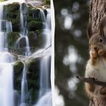 Πρέπει να έχετε υψηλό IQ για να βρείτε έναν σκίουρο στο δάσος σε 9 δευτερόλεπτα: ένα δύσκολο παιχνίδι παζλ Πρέπει να έχετε υψηλό IQ για να βρείτε έναν σκίουρο