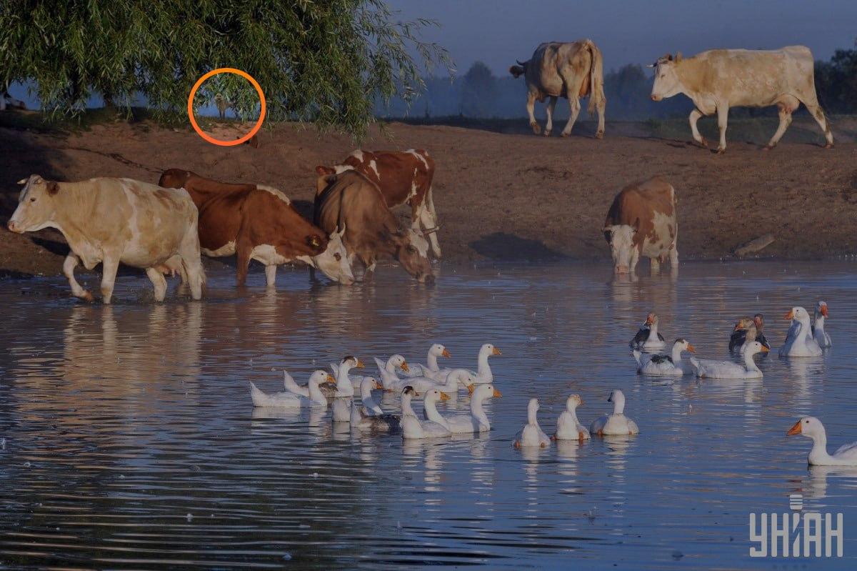 Ο σκύλος ήταν κάτω από τα κλαδιά του δέντρου / κολάζ με φωτογραφία Moje