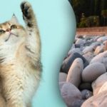 Η εύρεση μιας γάτας που κοιμάται ανάμεσα στα βράχια σε 10 δευτερόλεπτα: ένας γρίφος που λίγοι θα λύσουν Η εύρεση μιας γάτας που κοιμάται ανάμεσα στα βράχια σε