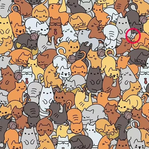 Λύση / Everypaw Pet Insurance