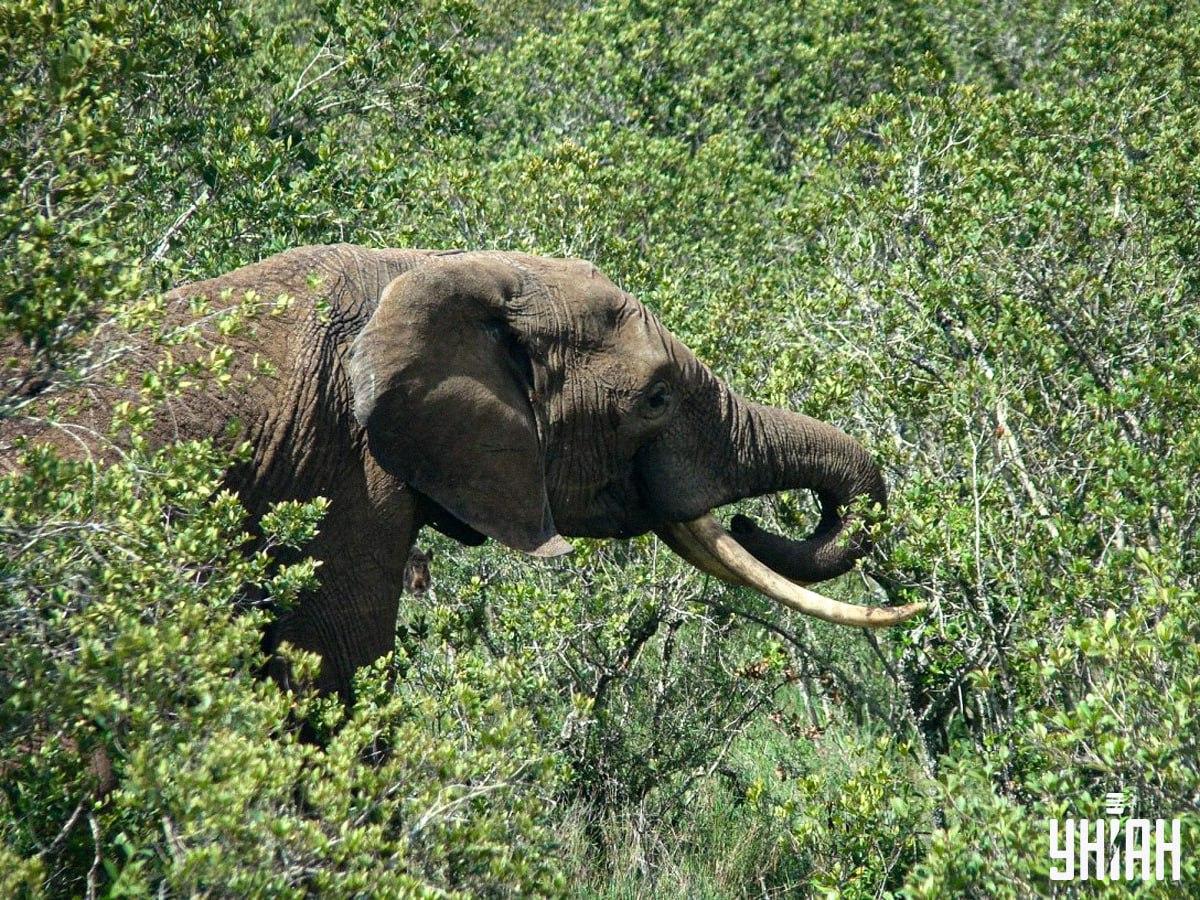 Βρείτε ένα αγριογούρουνο σε μόλις 10 δευτερόλεπτα / κολάζ με φωτογραφία Moje