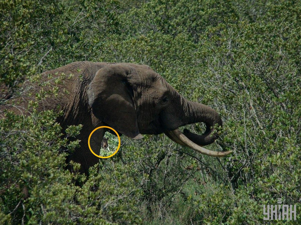 Το αγριογούρουνο βρισκόταν σχεδόν στο κέντρο του παζλ / κολάζ με φωτογραφία της Moje