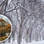 Τι συμβολίζει η φτελιά: είναι όντως το "δέντρο του θανάτου"; Τι συμβολίζει η φτελιά: είναι όντως το “δέντρο του θανάτου”;