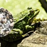 Μια διασκεδαστική ψευδαίσθηση για τους πιο προσεκτικούς: μόνο όσοι έχουν