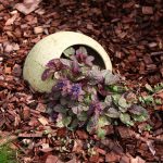 Πόσο καιρό μπορούν να ζήσουν τα φυτά και αν μπορούν να πεθάνουν από γηρατειά: η εξήγηση των βιολόγων Πόσο καιρό μπορούν να ζήσουν τα φυτά και αν μπορούν