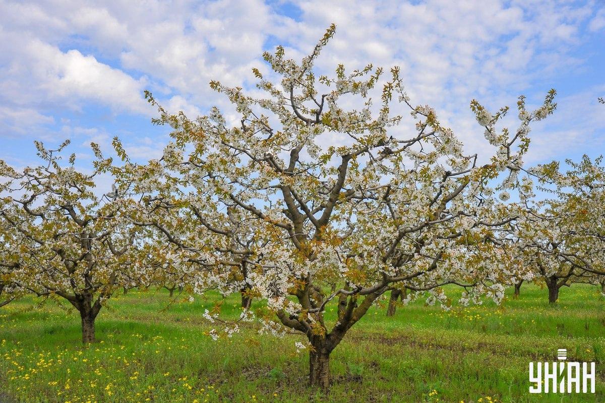 Βρείτε το περιστέρι στην ώρα του στο παζλ / κολάζ με φωτογραφία Moje