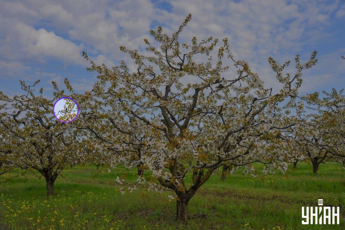 Το πουλί ήταν κοντά στη δεξιά πλευρά της εικόνας / κολάζ με φωτογραφία Moje