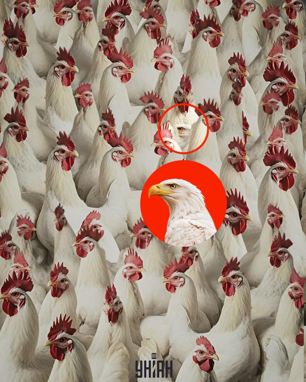 Ένας αετός μπορεί να βρεθεί γρήγορα αν θυμάστε ότι δεν έχει κόμη / κολάζ από Moje